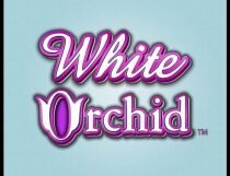 سلوتس السحلبية البيضاء White Orchid Slot - Photo